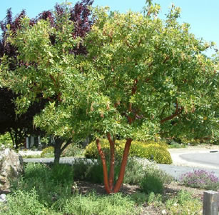 Low Maint. Trees